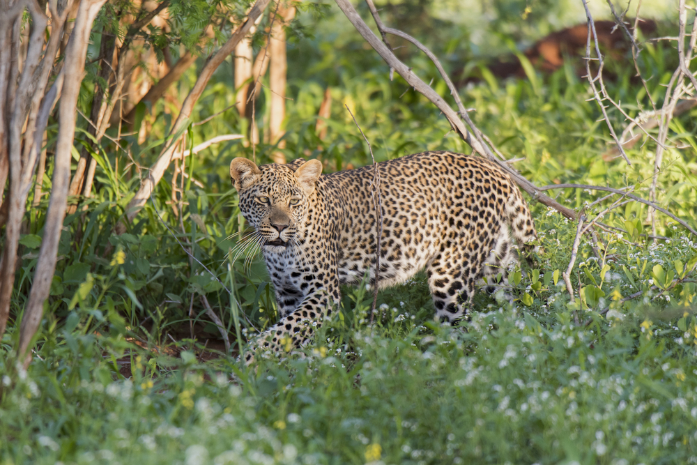 Amboseli National Park (Official GANP Park Page)