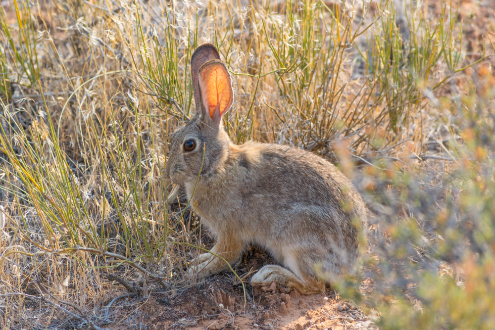 Arches National Park (Official GANP Park Page)