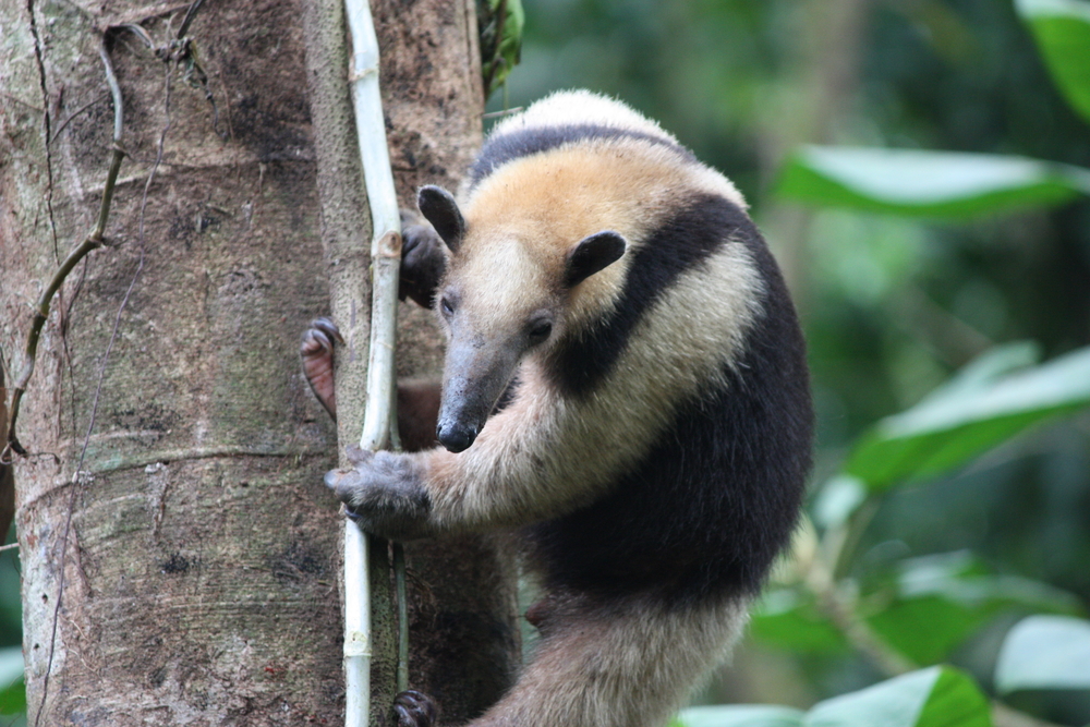 Arenal Volcano National Park (Official GANP Park Page)