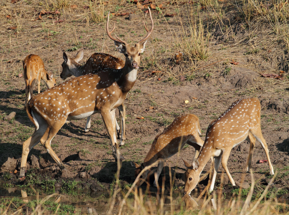 Bandhavgarh National Park (Official GANP Park Page)