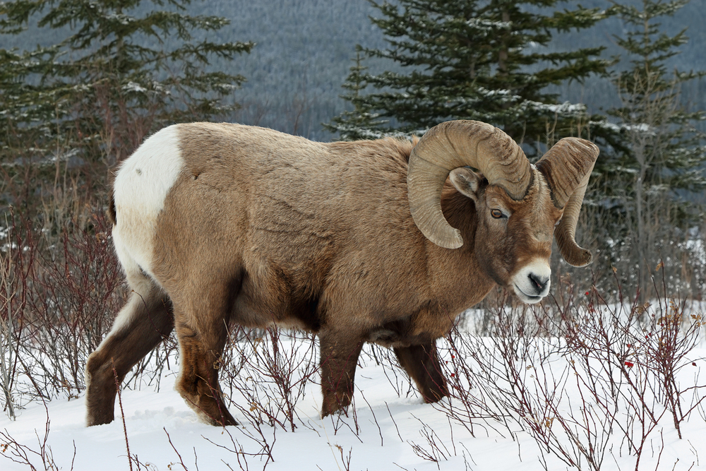 Banff National Park (Official GANP Park Page)