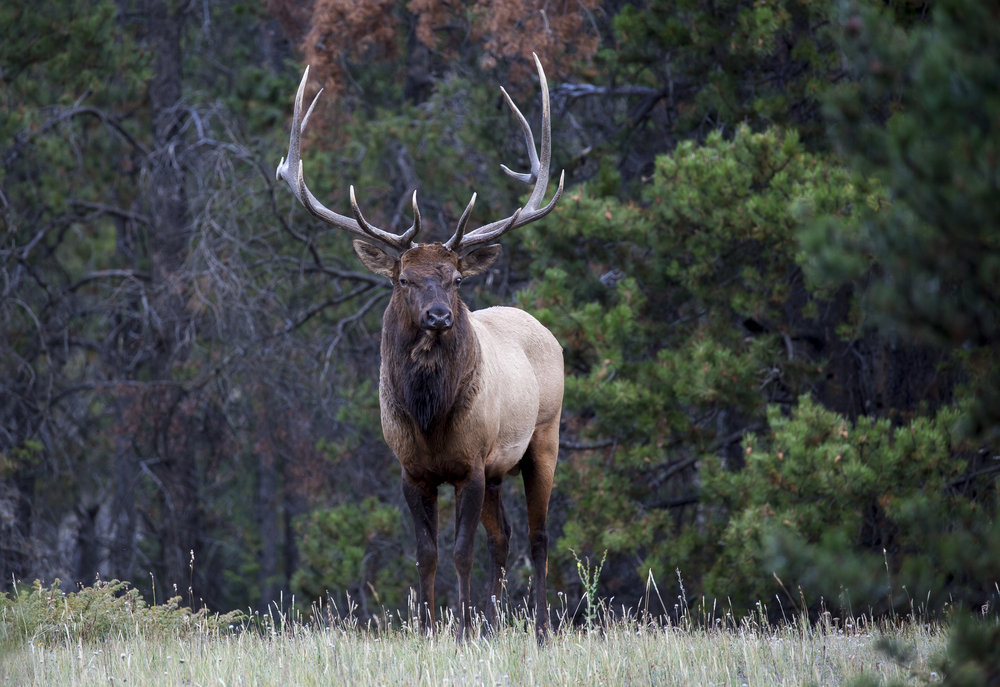 Banff National Park (Official GANP Park Page)