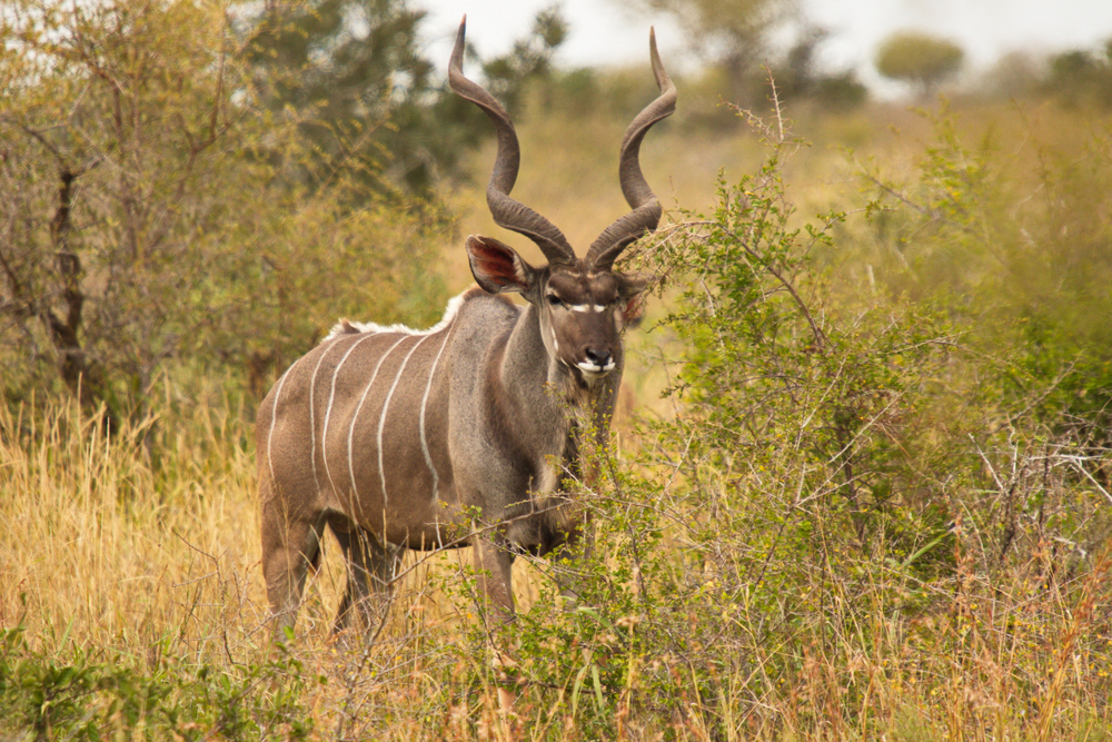 Bwabwata National Park (Official GANP Park Page)