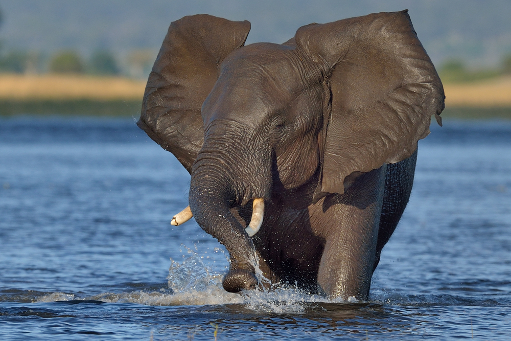 Chobe National Park (Official GANP Park Page)