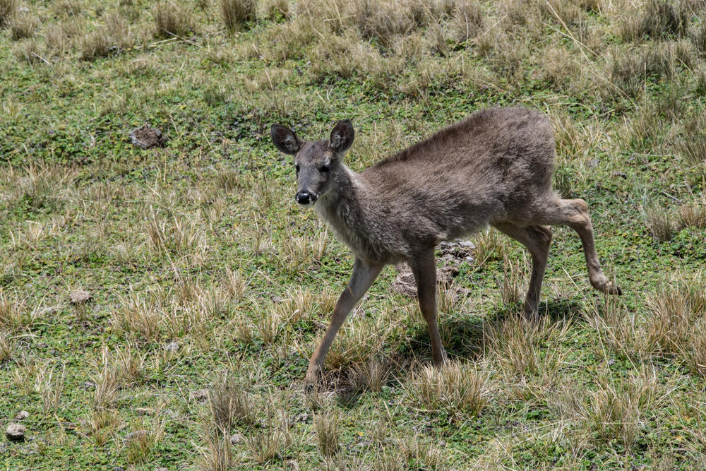 Cotopaxi National Park (Official GANP Park Page)