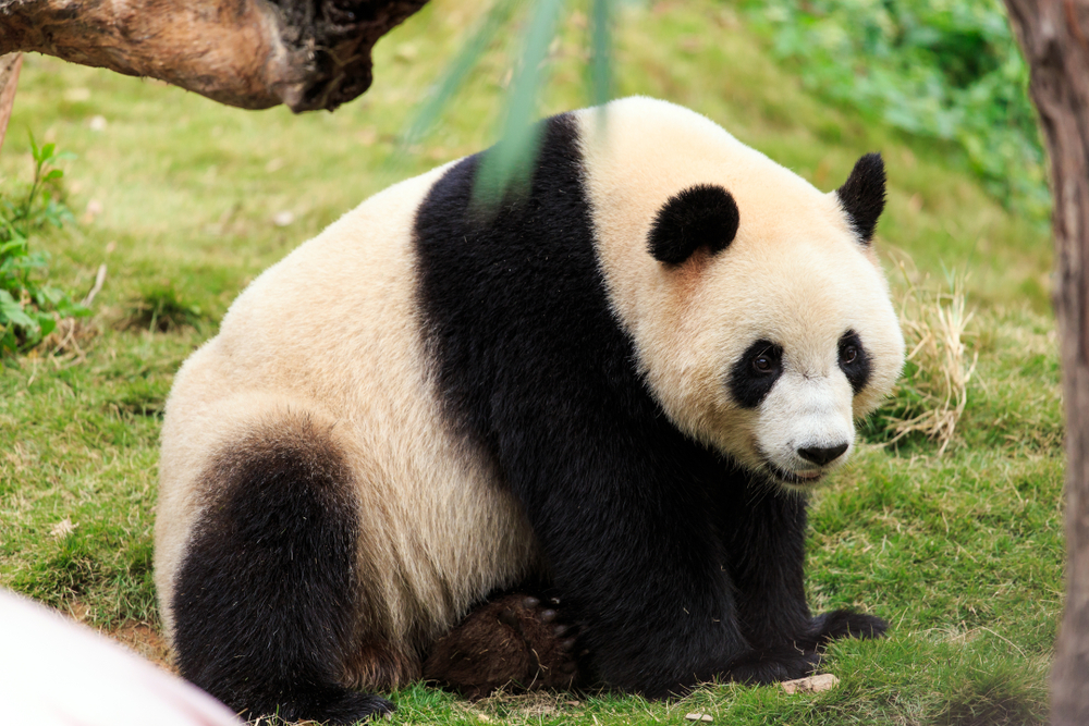 Giant Panda National Park (Official GANP Park Page)