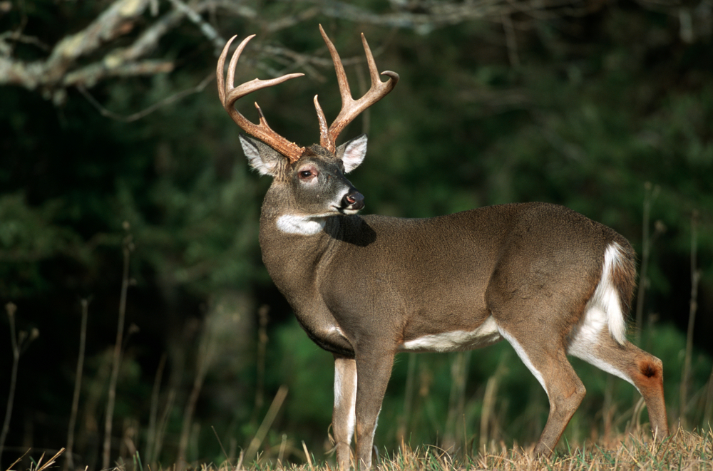 Great Smoky Mountains National Park (Official GANP Park Page)