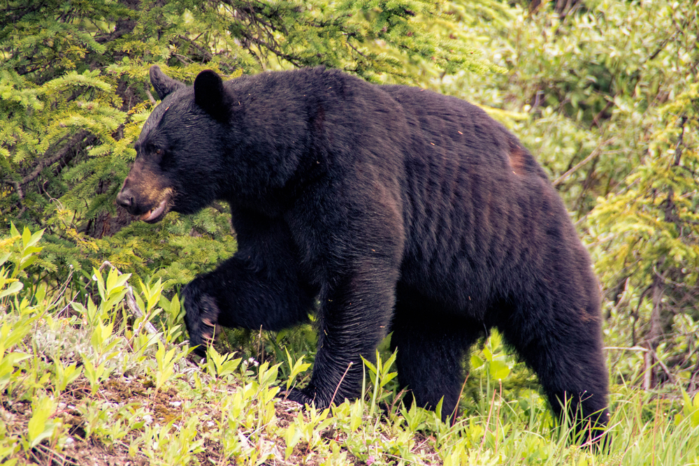 Jasper National Park (Official GANP Park Page)