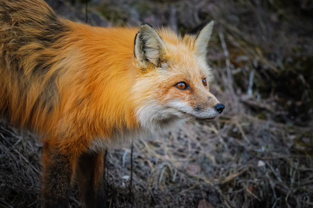 Jasper National Park (Official GANP Park Page)