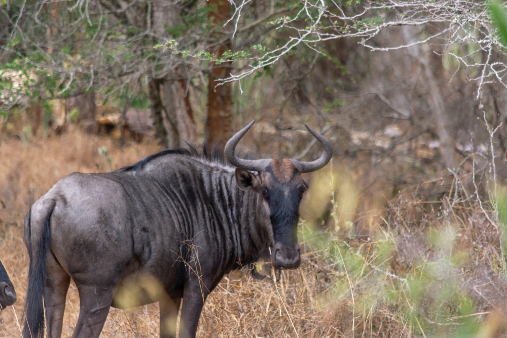 Kissama National Park (official Ganp Park Page)