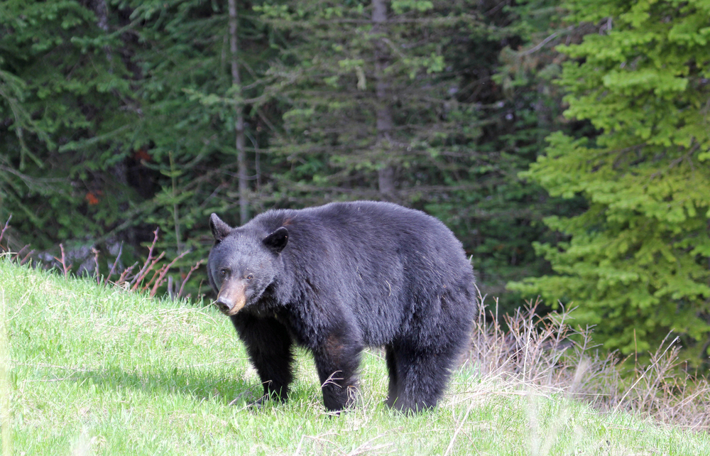 Kootenay National Park (Official GANP Park Page)