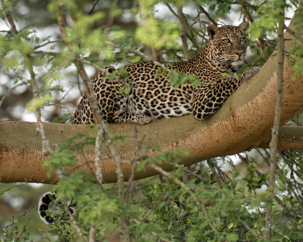 Lake Nakuru National Park (Official GANP Park Page)