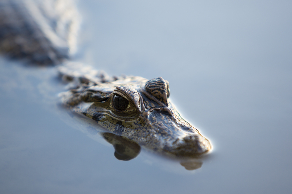 Madidi National Park (official Ganp Park Page)