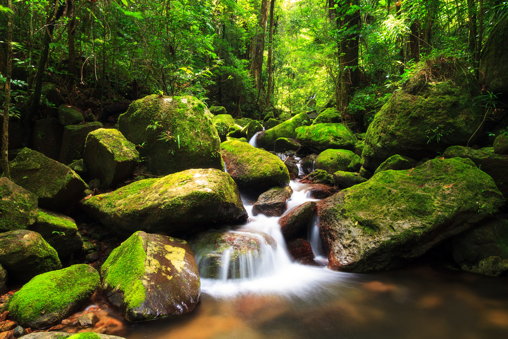 Masoala National Park (Official GANP Park Page)