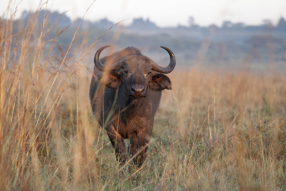 Nairobi National Park (Official GANP Park Page)