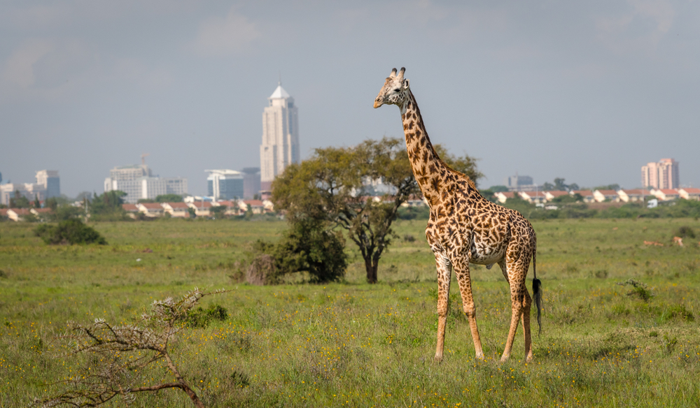 Nairobi National Park (Official GANP Park Page)