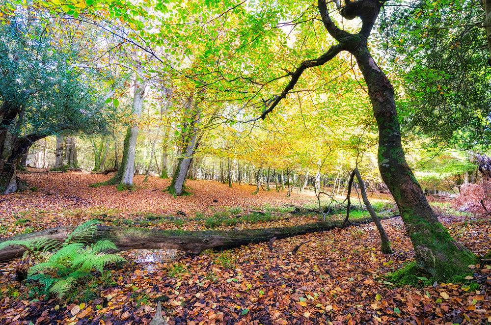 New Forest National Park (Official GANP Park Page)