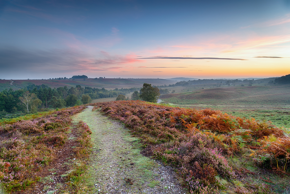 New Forest National Park (Official GANP Park Page)