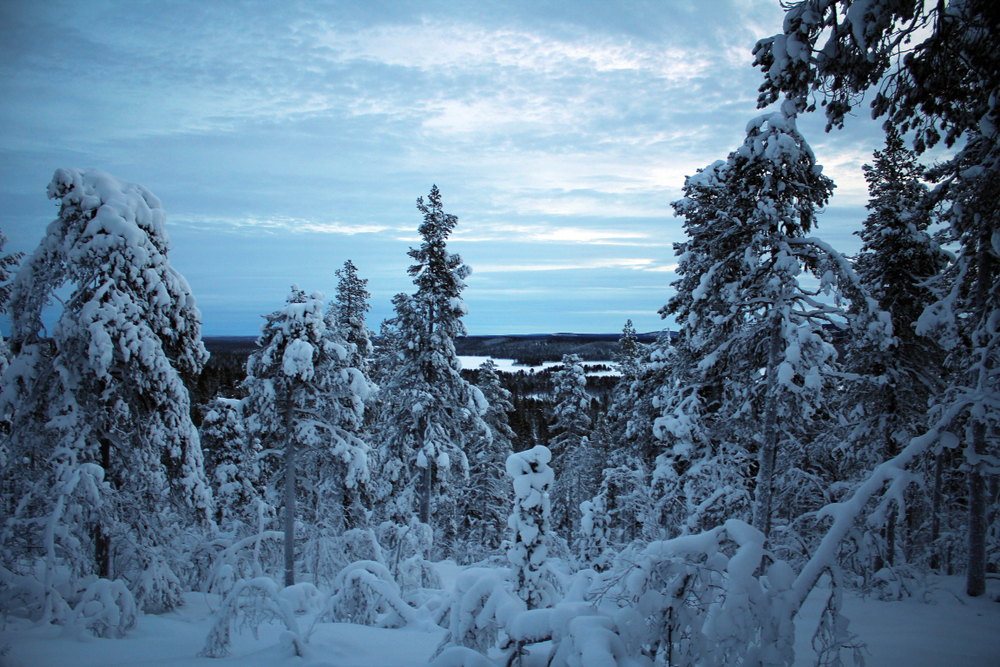 Pallas-Yllastunturi National Park (Official GANP Park Page)