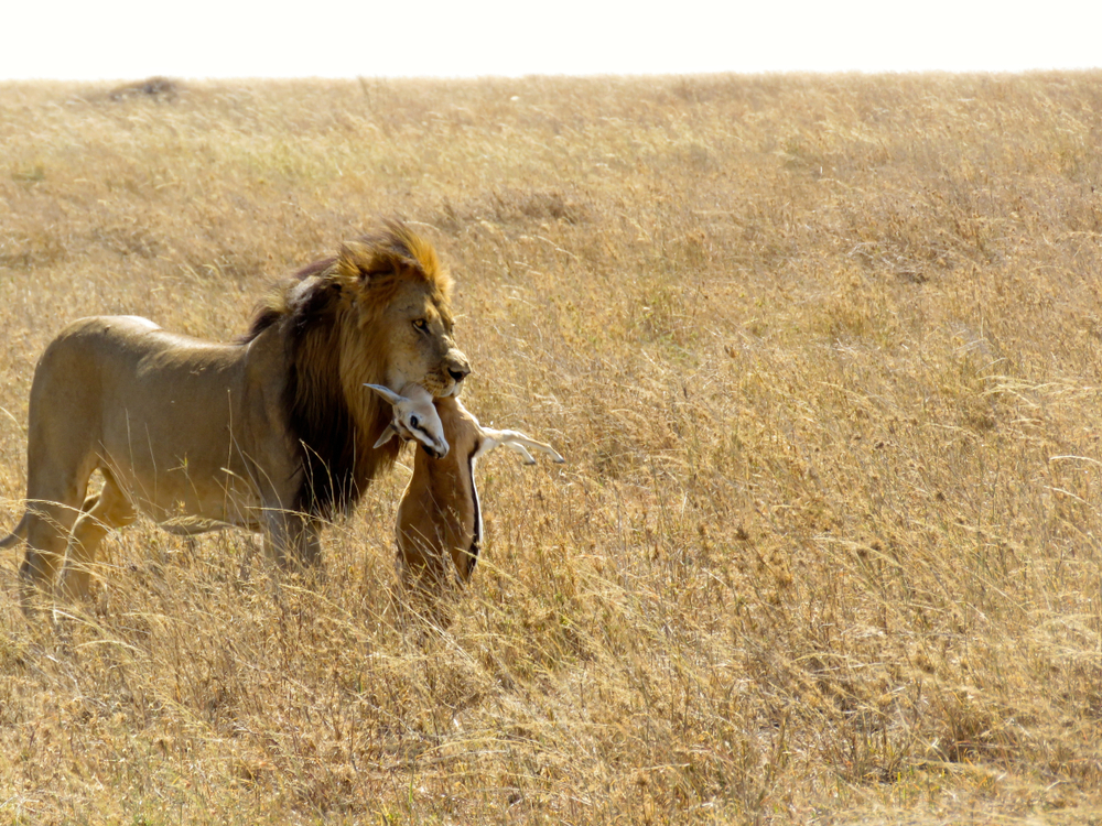 Serengeti National Park (Official GANP Park Page)