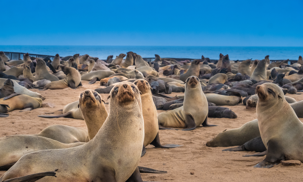 Skeleton Coast National Park (Official GANP Park Page)