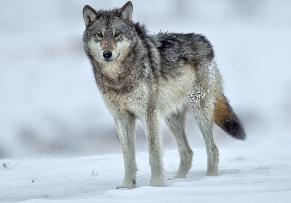 Yellowstone National Park (Official GANP Park Page)