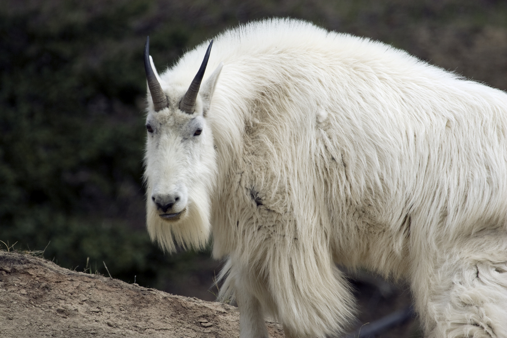 Yoho National Park (Official GANP Park Page)