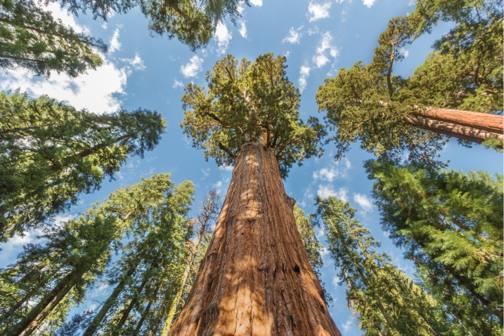 Tallest Trees in the World
