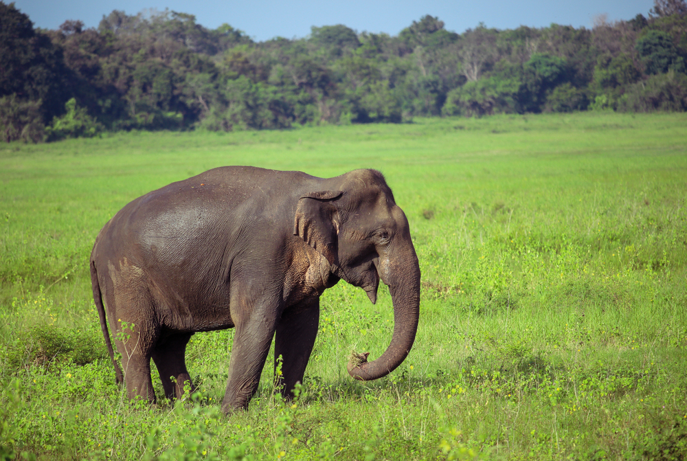 Angammedilla National Park