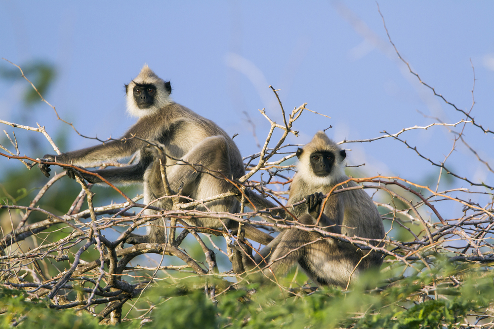 Bundala National Park