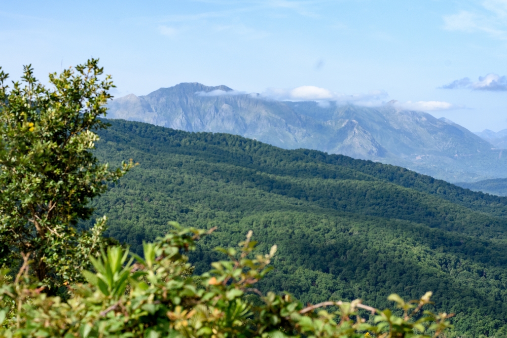 Taza National Park