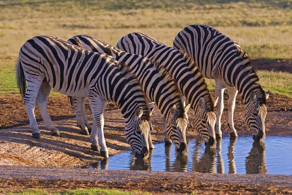 Addo Elephant National Park