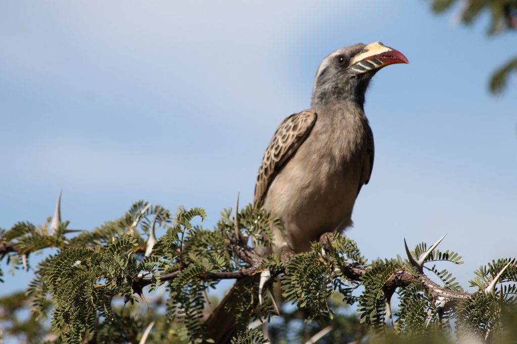 Birds