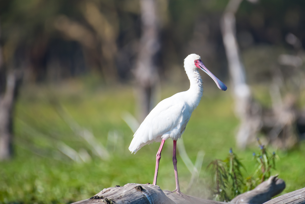 Akanda National Park