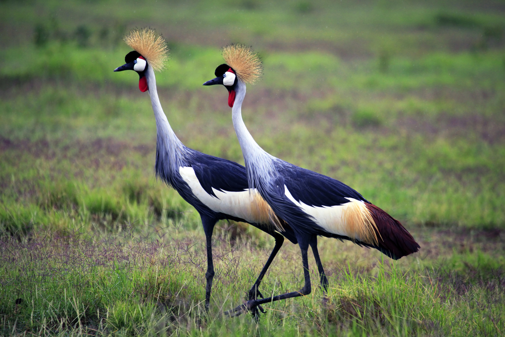 Birds