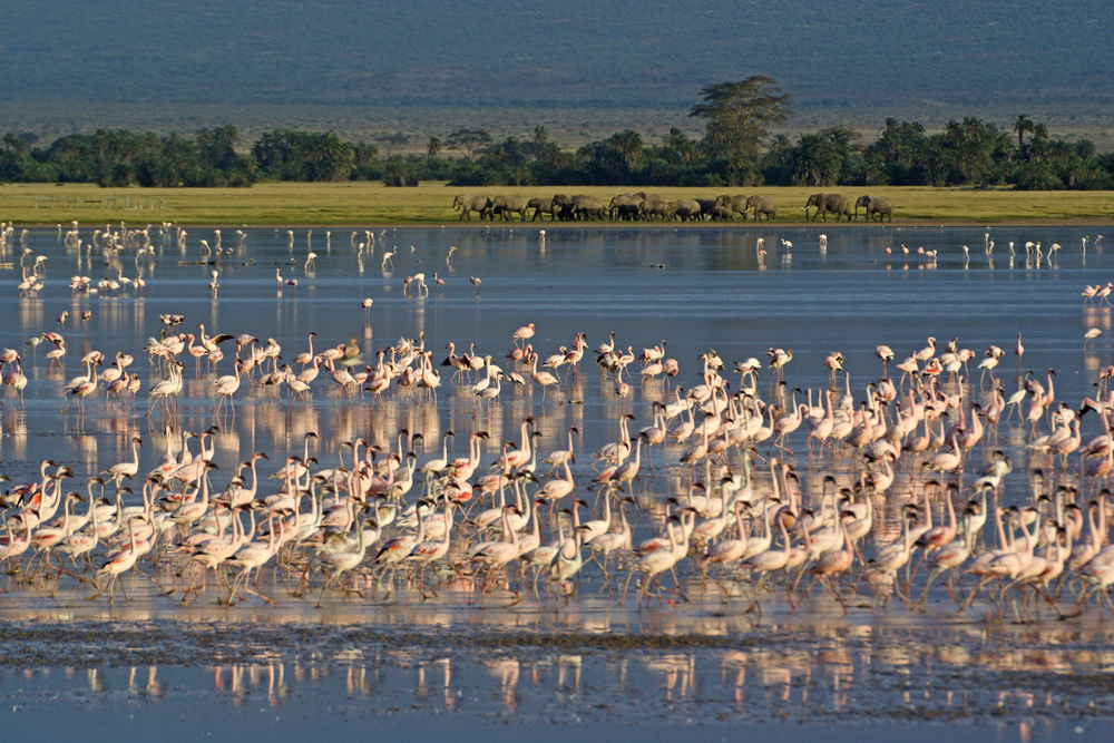 Amboseli Swamps