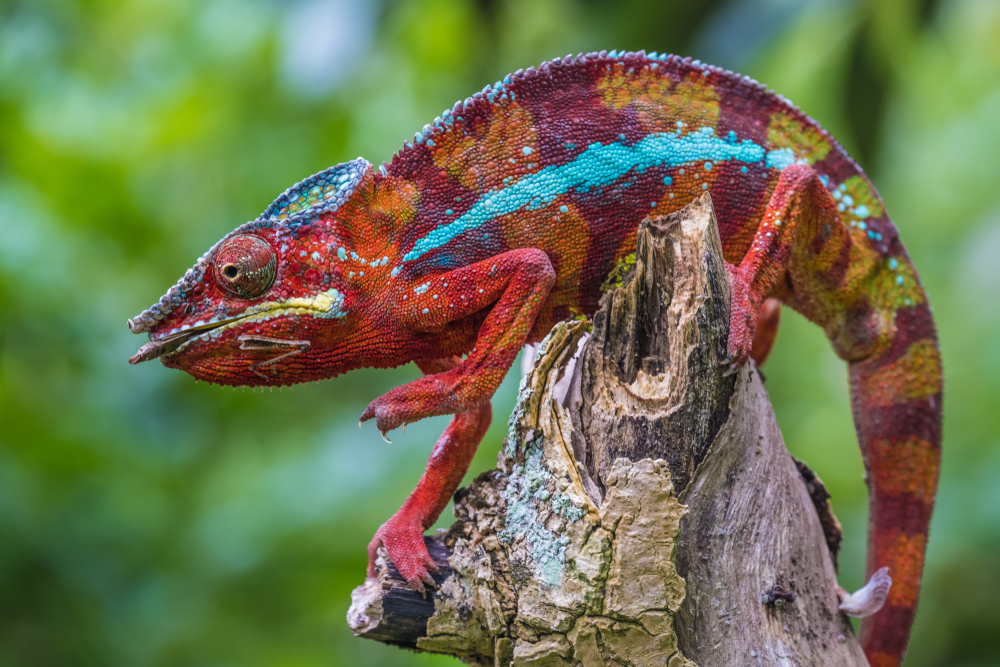 Andasibe-Mantadia National Park