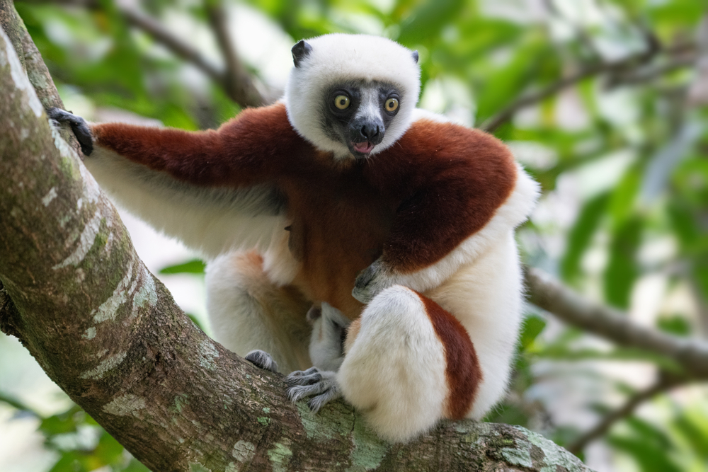Types of Lemurs