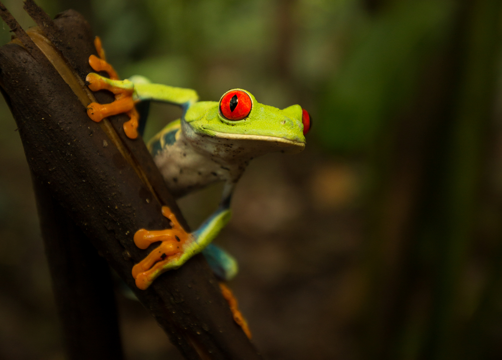 Tropical Creatures Roaming About