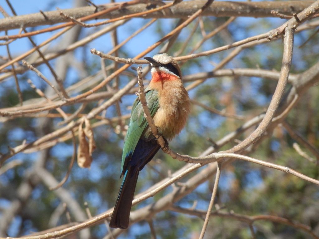 Birds