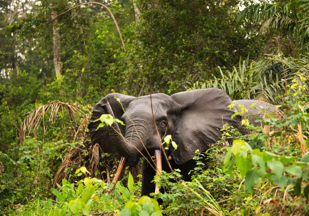 Birougou National Park