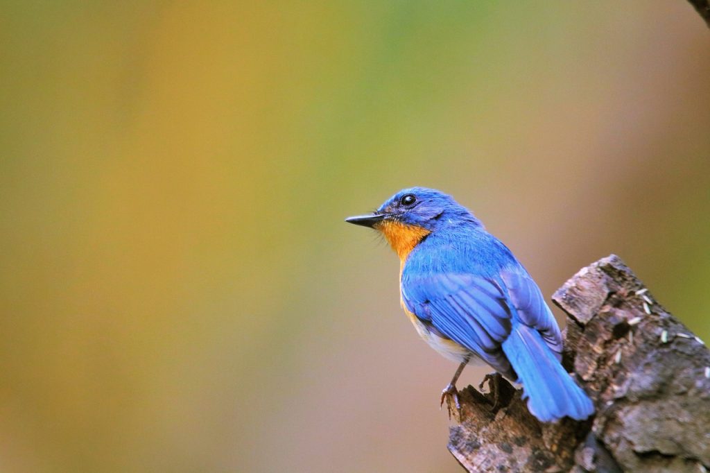 Birds