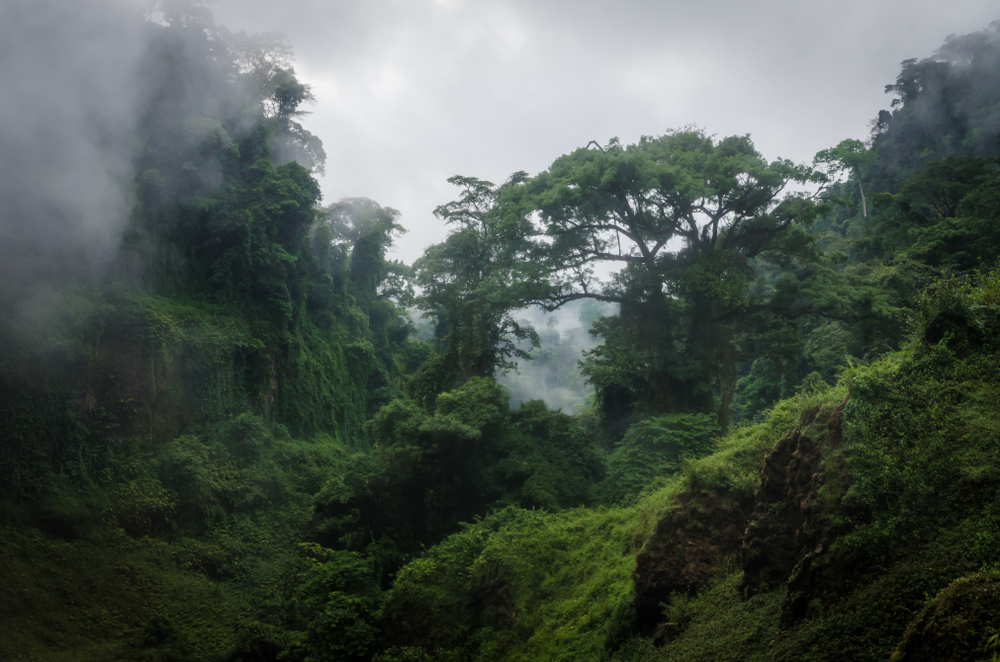 Boumba Bek National Park