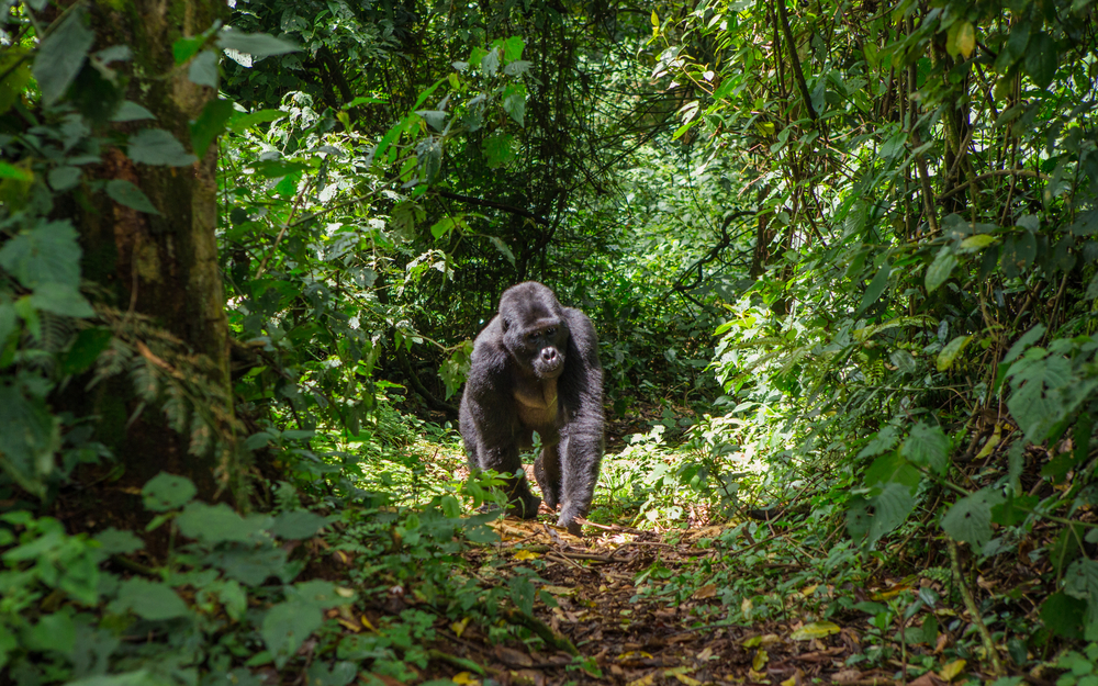 Gorillas