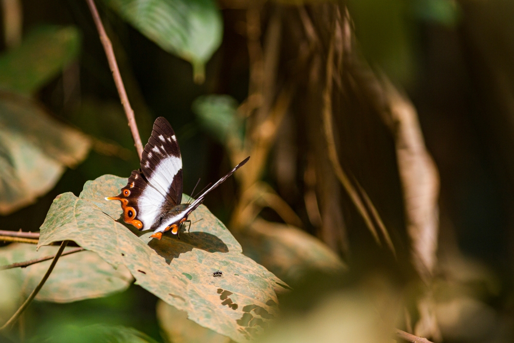 Campo Ma’an National Park