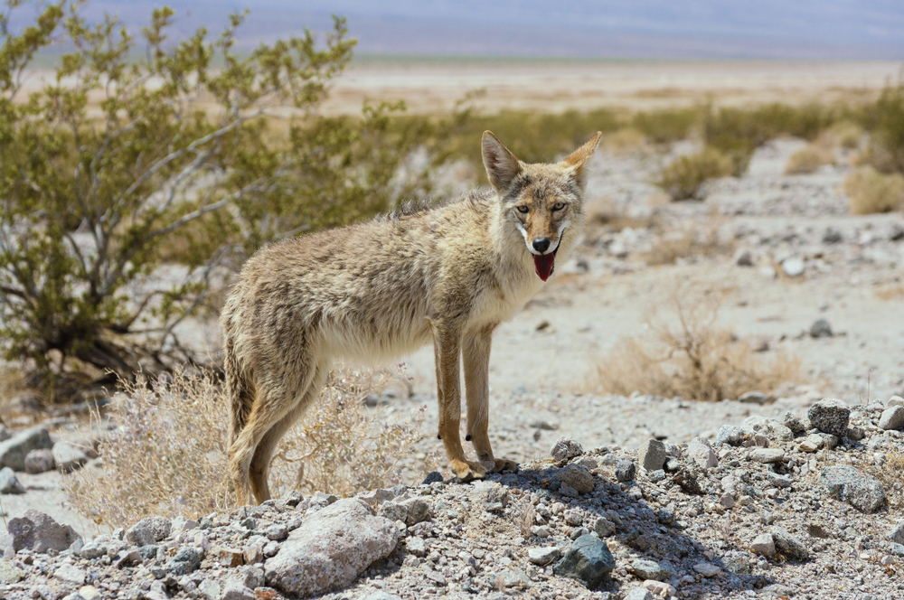 Desert Adaptability