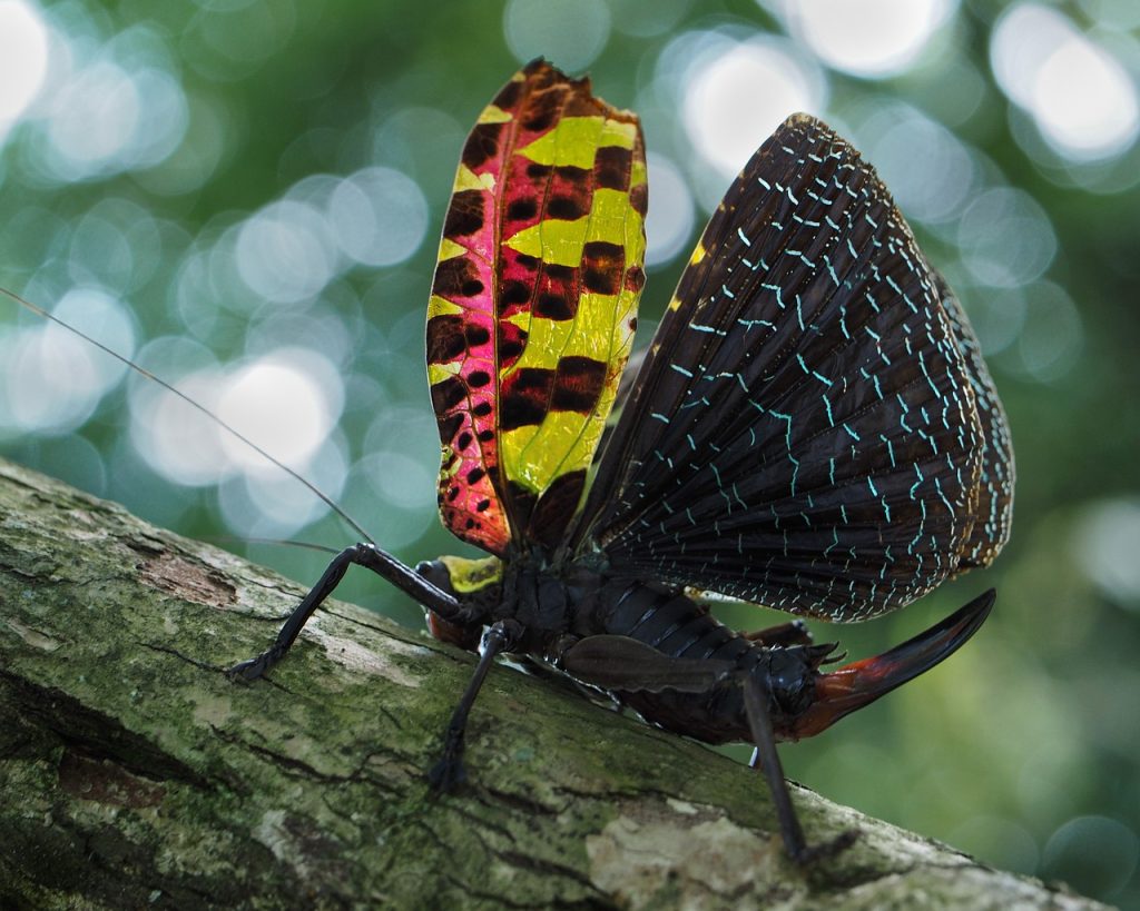 Creepy Crawly