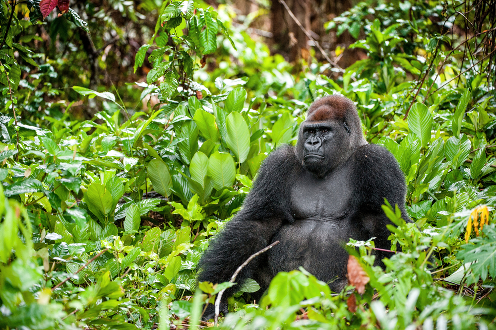 Deng Deng National Park