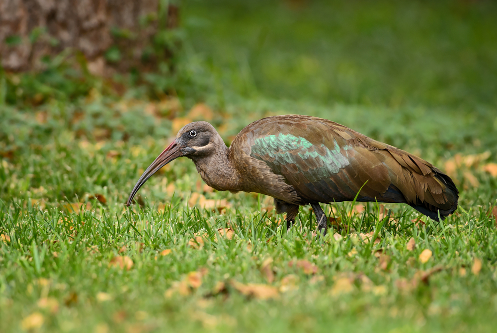 Douala Edéa National Park