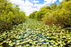 Everglades National park